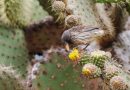 Previously extinct bird, gecko populations from the Galapagos Islands have reappeared