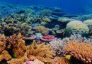 Climate change, human activity ‘decimating’ marine life, according to IUCN Red List of Threatened Species